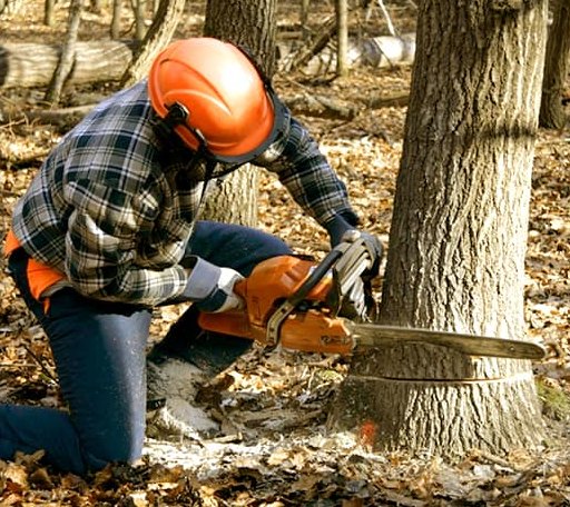 Tree Removal in Stonington, IL